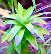 Tonina Fluviatilis, 7-10 cm, hodowla podwodna