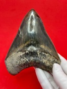 OGROMNY AUTENTYCZNY ZĄB MEGALODONA - 14,2 cm  