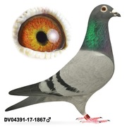 Samiec Oryg. Heinz Hilleke Mocny Inbred na Blue Dream Wouters 10x1 