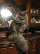 Kocięta Maine Coon wielkie koty