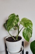 Monstera deliciosa variegata dziurawa kolekcjonerska 5 listków 