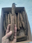 Skorzonera 1kg świeże warzywo wężymord saksefia zapomniane warzywo