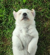 Border Collie Red & White suczka – czarny nosek, PFH, rezerwacja