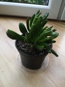 Grubosz USZY SHREKA  Crassula Ovata'Hobbit' Sadzonka ok 15 cm
