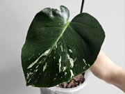 Monstera Noid Mint pędówka dwa oczka