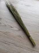 Trawa żubrowa - żubrówka 20g