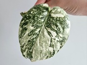 Monstera White Snow pędówka piękne wybarwienie