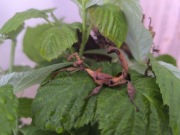 Straszyki australijski