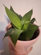 Sansevieria Gwinejska  - zielona 