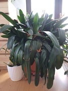 Kliwia pomarańczowa, wieloletnia 