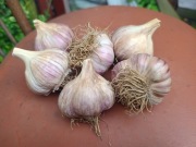 Czosnek Lubasza sadzeniak, do sadzenia 5kg