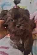 Felix piekny chlopczyk shih tzu szuka domu 