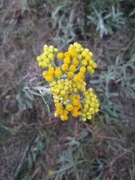 Ziele kocanki piaskowej susz 100g