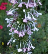 Morina longifolia morina długolistna 5 dużych nasion