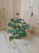 Philodendron Mincas