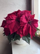 Gwiazda betlejemska, poinsecja jak żywa, kompozycja bożonarodzeniowa 