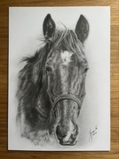 Rysunek ołówkiem Koń ołówek głowa konia obraz