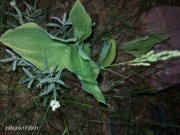 Funkia hosta sadz