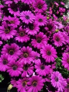 Stokrotka Afrykańska - Fioletowa 