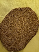 Sprzedam owies 20 kg Avena Sativa
