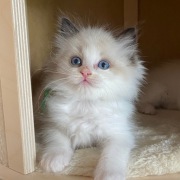 Kocurek ragdoll 