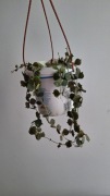 Hoya hoja curtisii duży matecznik zapraszam