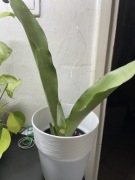 Sansevieria Moonshine