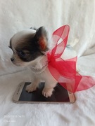 Chihuahua  xxs piesek chłopiec samiec dlugowlosy