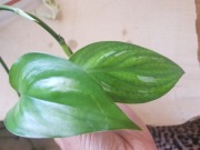 Scindapsus Officinalis cięty szczyt 