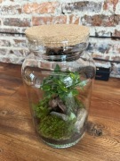 Las w słoiku z drzewkiem bonsai