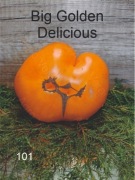 101-Big Golden Delicious. Pomidory kolekcjonerskie.
