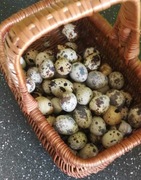 Ekologiczne jaja przepiórcze 