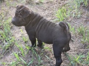 Sprzedam dwa pieski shar pei 