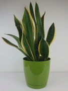 Sansewieria gwinejska Laurentii Sansevieria trifasciata (3 szt.) - 62 cm