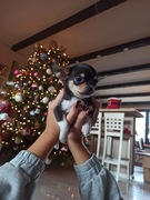 Chihuahua ZKwP/ FCI Dziewczynka po Championie Polski Wichiking 