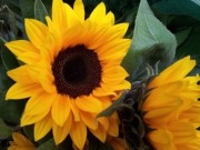 Piękny SŁONECZNIK OZDOBNY, FAKTURA!! 