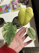 Monstera Borgisiana Mint