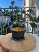 Doniczka sześciokątna do bonsai czarna 