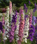 Ostróżeczka ogrodowa 