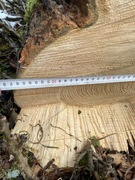 Jesion Stuletni kawałek 7 i 8M średnica 60cm idealny na schody blaty