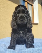Cocker spaniel angielski