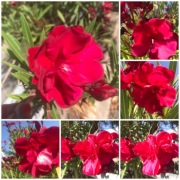 Oleander wiśniowy o pełnych pachnących kwiatach 