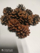 Szyszki z sosny komplet 100 szt