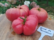 GIANT 24 NOVIKOV nasiona Pomidor Kolekcjonerski