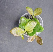 Hoya IR-26  - sadzonka ukorzeniona