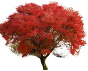Glownik Frasera Little Red Robin