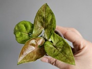 Syngonium Matcha Sprinkle hydroponika