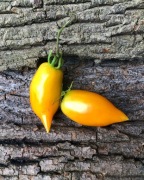 BURATINO pomidor kolekcjonerski 