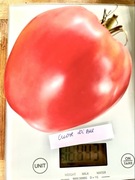 Pomidor Cuore Di Bue kolekcjonerskie nasiona