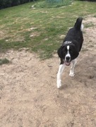 8 miesięczna suczka srodkowo azjatycka